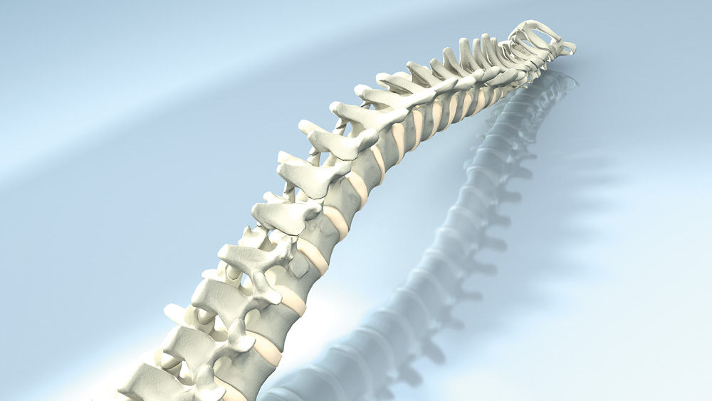 Anatomy of the spine